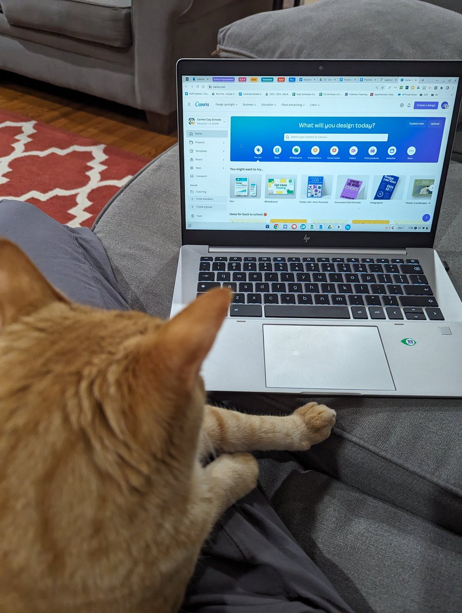 CarmelHSRhodes's tweet image. I have a little helper tonight. He&apos;s the purrrrfect companion when I need to get some work done. I&apos;m not sure how well he can design RACE posters on Canvas, though! #workingathome #meow