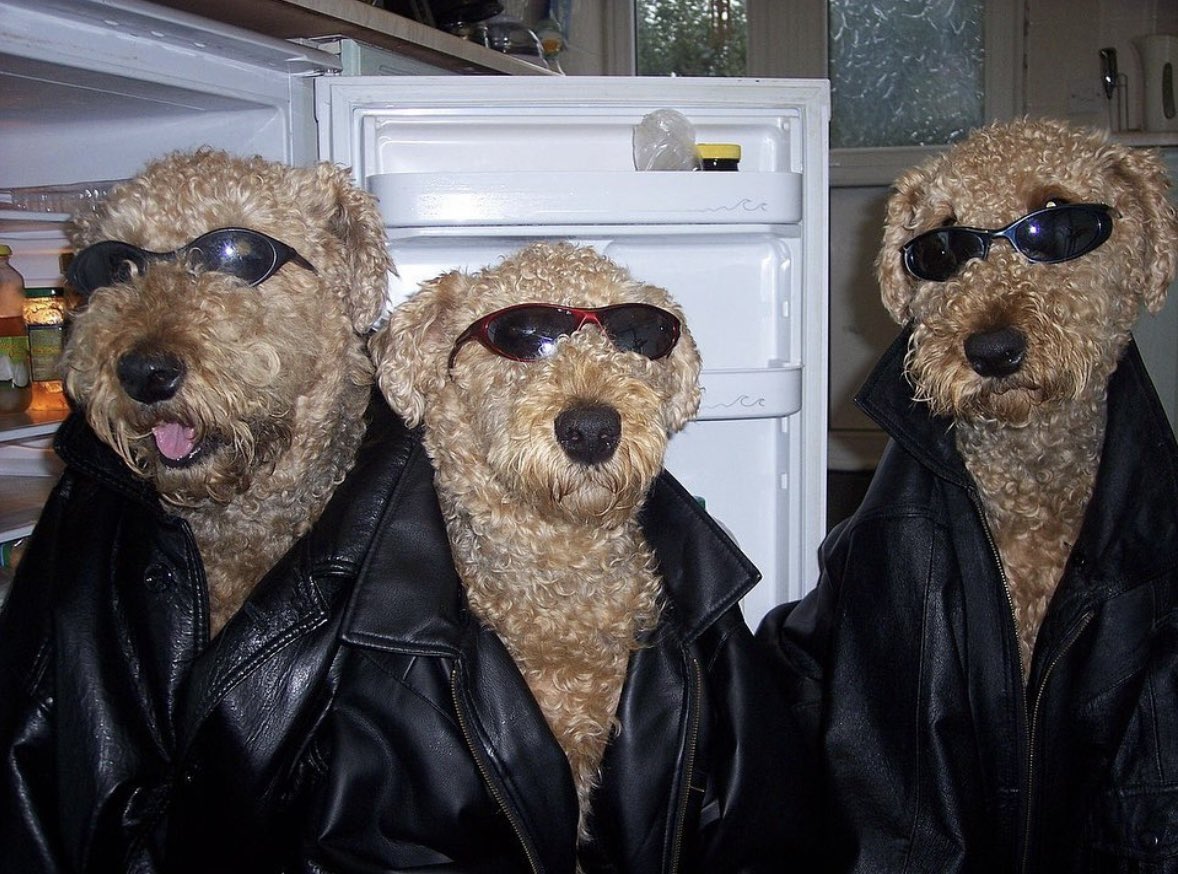 theeroamer's tweet image. gonna tell my kids they are all lou reed