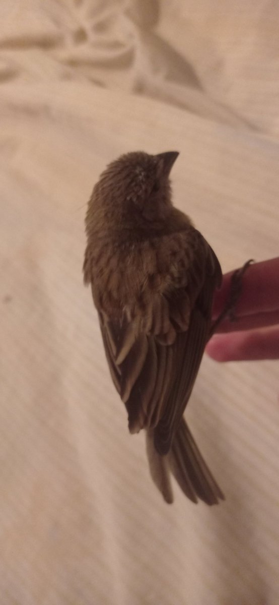 Well... a new friend to take care of until his health improves.. (wing injured or.. broken: c..)