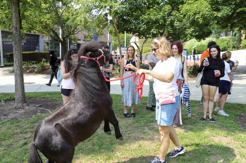 These mini horses provided lots of joy during Welcome Week activities. Thanks FYE!!! <a href="/SalemState/">Salem State</a>