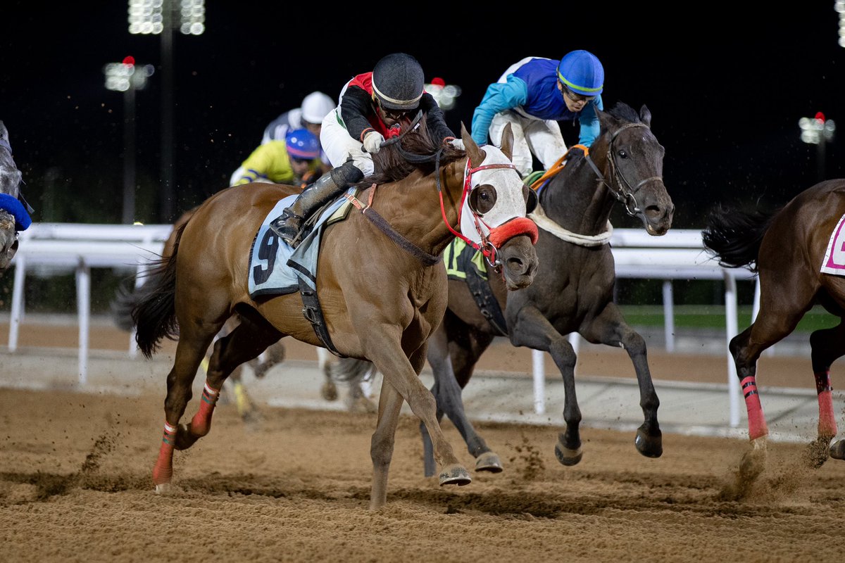 Alshareef Stable tweet media