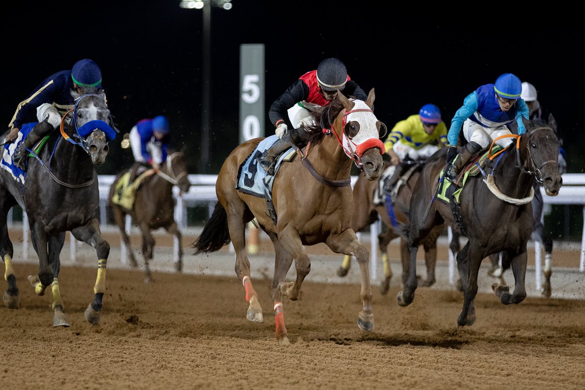 Alshareef Stable tweet media