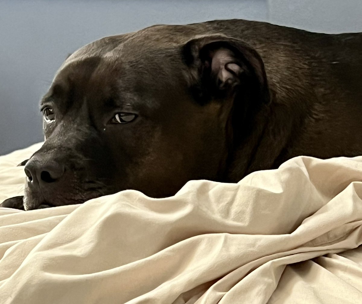 She has not left my side. Sniffed my shoulder forever - and she’s been keeping watch over me since I’ve been home. These dogs are my everything. We seriously do not deserve animals. ♥️ #MyGirlGemma🌸