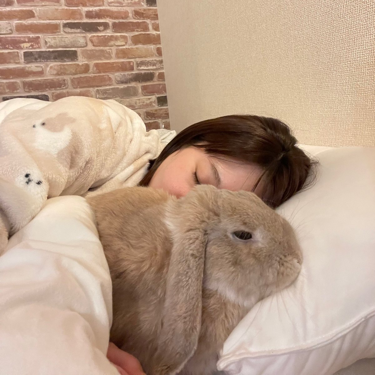 _komugidesu's tweet photo. こむぎが一緒の枕で寝てくれて幸せ(冬ver) https://t.co/MsB0FY1Ehk