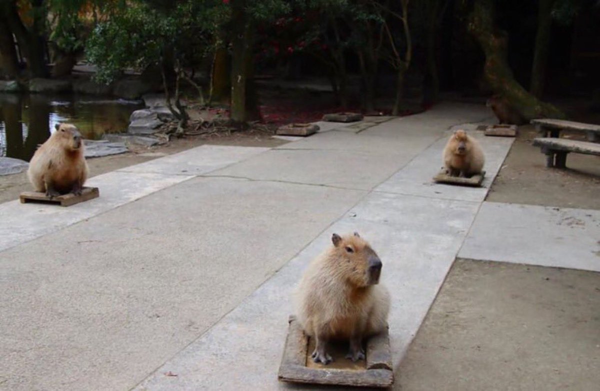 CAPYBARA MAN tweet media