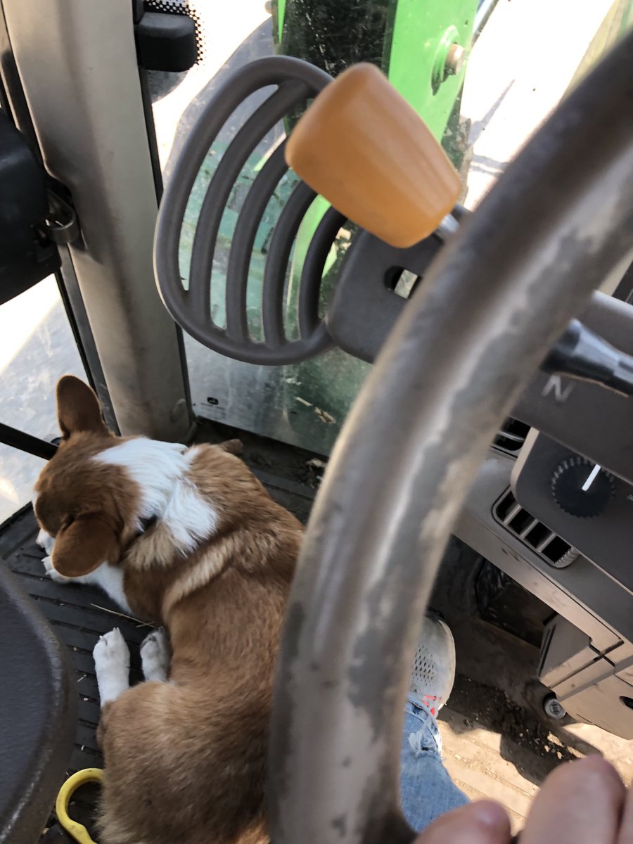 The advantage of being a little dog in a pack of big dogs is you are small enough to ride in the tractor.