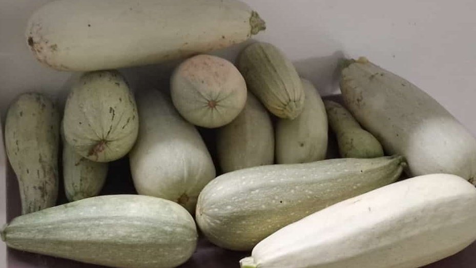 #7Sep|| En la ETA Eusebio Baptista de Boconó continúan las jornadas de atención del #ConucoEscolar, realizando en esta oportunidad mantenimiento del área sembrada, instalación del sistema de riego, así como la cosecha de calabacín y lechuga. 

#PuebloMásMaduro <a href="/_LaAvanzadora/">Yelitze Santaella</a>