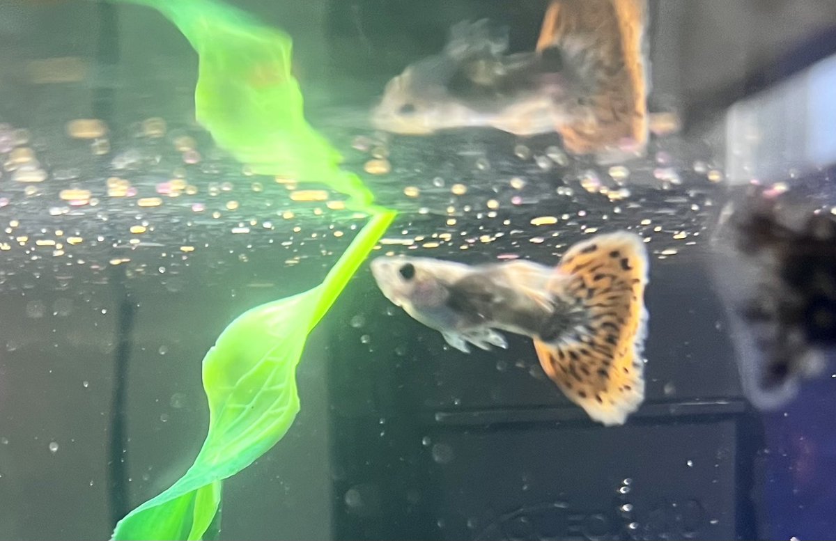 Lacey Todd, Oxford County Teacher of the Year, shared in her speech the importance of classroom pets during the Panels, Portfolios and Presentations day.  Thank you, Lacey, for convincing me and for introducing me to PetsIntheClassroom.org who funded the aquarium supplies