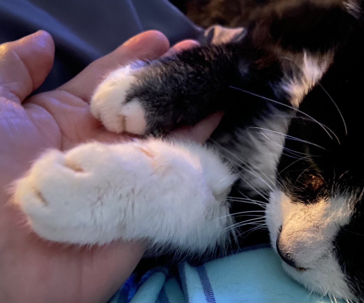 My Boo 10/31/01-9/7/23 passed away 😭
No more purrs. 
No more meows that sound like Mom when I’m not in your sight. 
No more cuddles on me or next to me. 
This hurts, miss you Boo! 😭
Oh, and it’s my birthday 🫶🏼