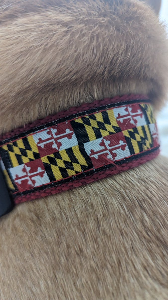 Just coming in with Murphy's collar coz I haven't done #MarylandPride in a bit and, well, that's a bit unlike me.