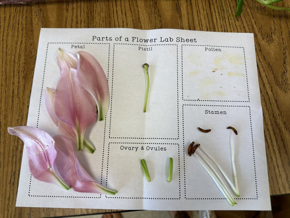 Ms. Fitz (@4thwithmsfitz) on Twitter photo Today the fourth graders <a href="/GTEtoucans/">Golden Terrace Elementary</a> dissected flowers to help them learn about the anatomy of a flower and flower reproduction. #science #fourthgrade Today the fourth graders <a href="/GTEtoucans/">Golden Terrace Elementary</a> dissected flowers to help them learn about the anatomy of a flower and flower reproduction. #science #fourthgrade
