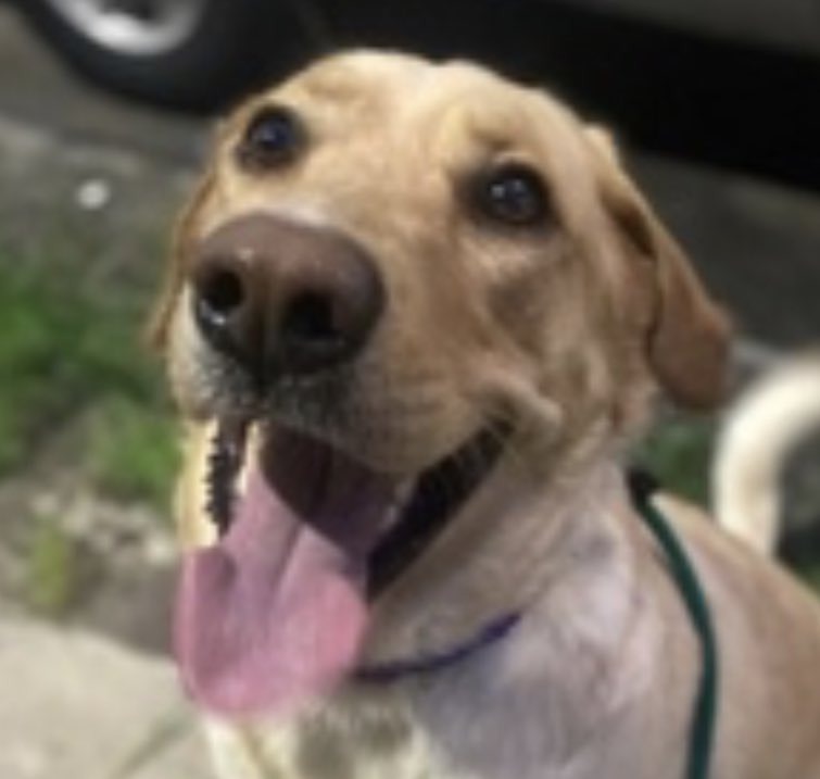 MyBoxerLuvMac1's tweet photo. 💔AJ💔
#NYCACC #179471 2y
▪️Relisted TBK: 9/9💉
Adorable lab's💔, surr for move! Social, friendly, playful sweetie, lost 👪 w since puppy. Also, has CIRDC + kennel stressed.
Needs loving, N.East #Adopter/#Foster, 4 security, 2 be yr 4ever BFF. 
Pls #pledge
DM @notthesameone2
💕AJ https://t.co/o522nL1AgQ