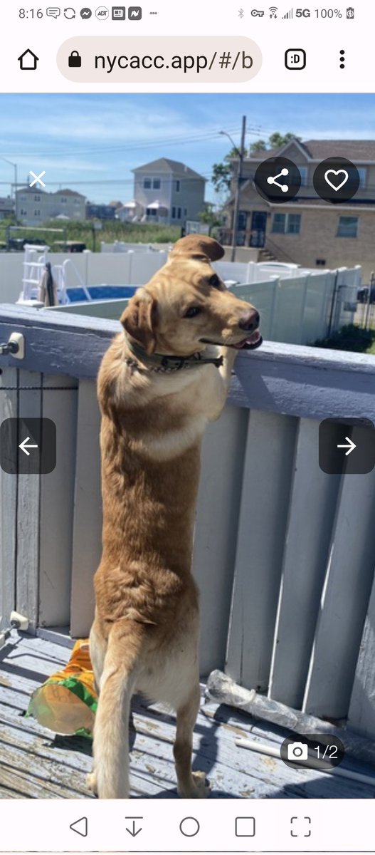 💔AJ💔
#NYCACC #179471 2y
▪️Relisted TBK: 9/9💉
Adorable lab's💔, surr for move! Social, friendly, playful sweetie, lost 👪 w since puppy. Also, has CIRDC + kennel stressed.
Needs loving, N.East #Adopter/#Foster, 4 security, 2 be yr 4ever BFF. 
Pls #pledge
DM <a href="/notthesameone2/">Not the Same</a>
💕AJ