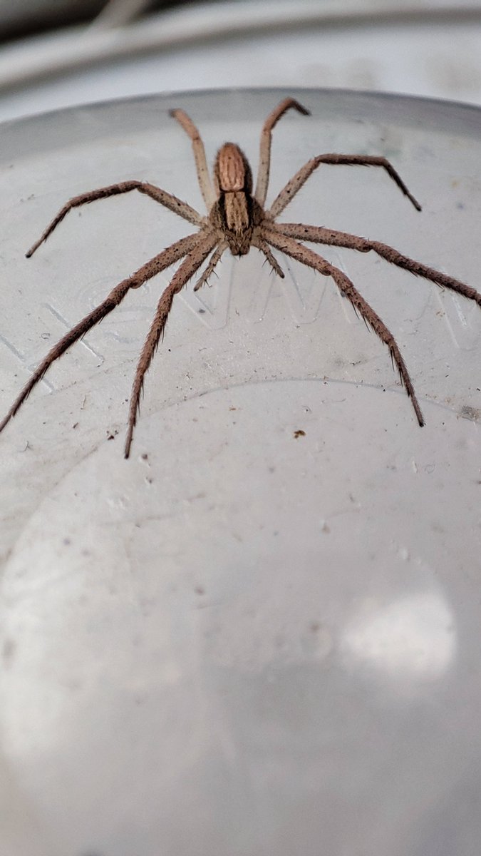 edgardelcampo7's tweet photo. @Arachno_Cosas es una araña cangrejo? https://t.co/FmiMY34XIg