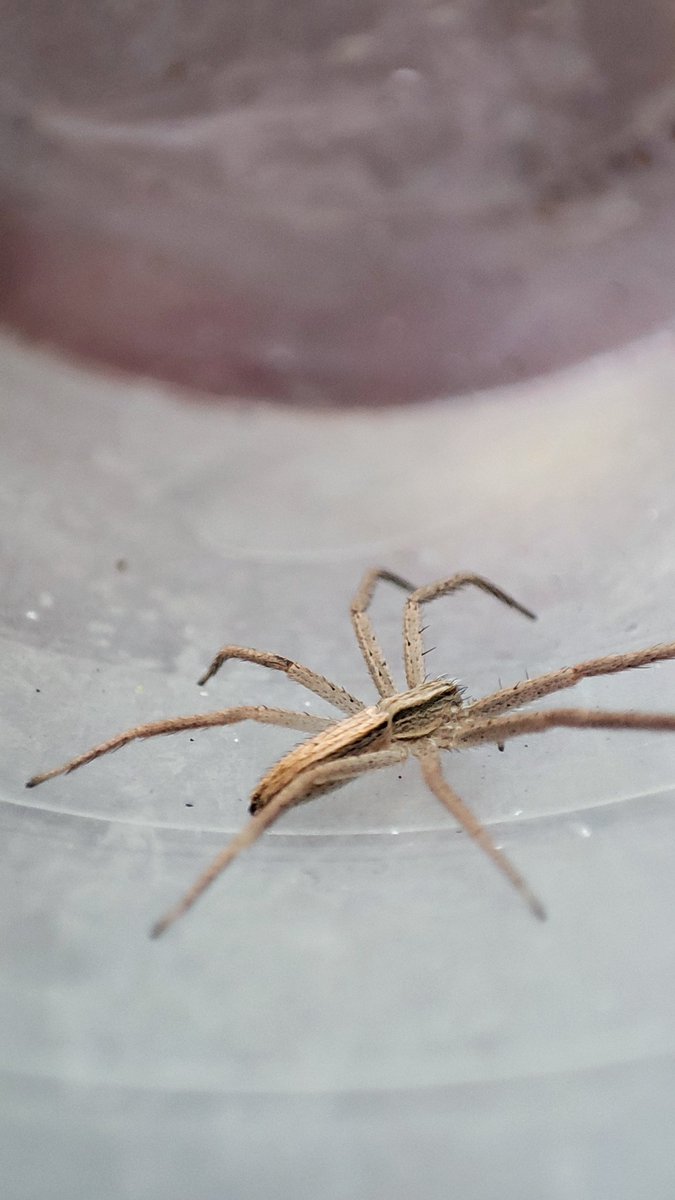 edgardelcampo7's tweet photo. @Arachno_Cosas es una araña cangrejo? https://t.co/FmiMY34XIg