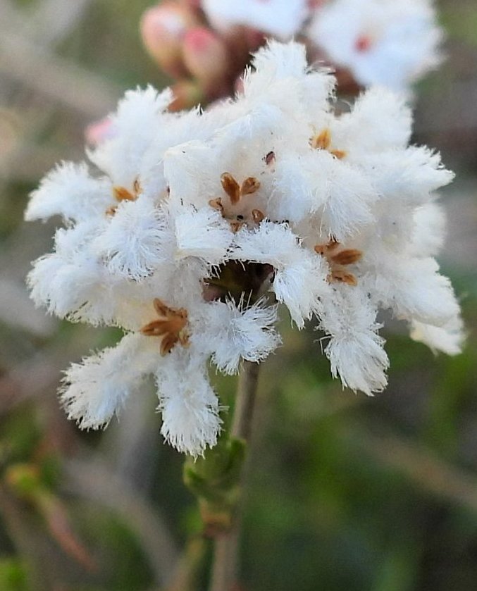 E_R_Australia's tweet image. #leucopogonvirgatus #commonbeardheath - is it the most floofy plant!? #nativeflora #spring