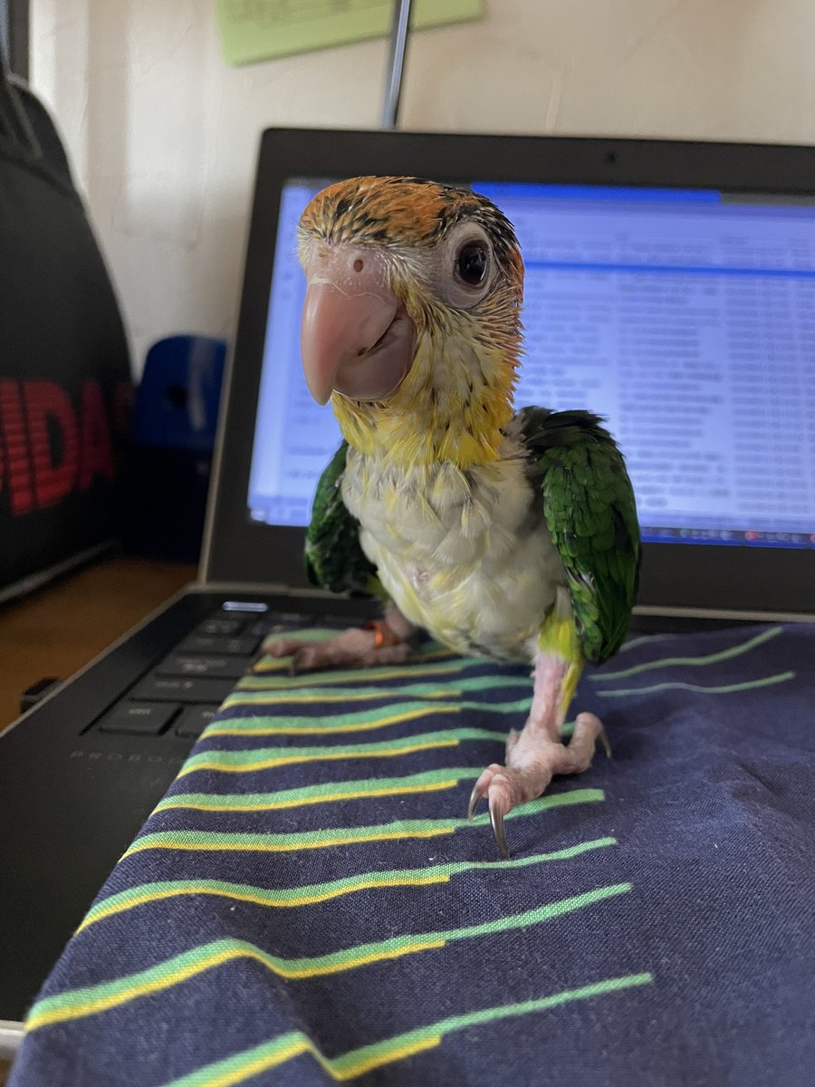 yanbaaal's tweet photo. @Aki_Iti_Nico ボタンインコの「ぼたちゃん」と、
2ヶ月目のシロハラインコ「きぃちゃん」です。 https://t.co/jvWo8bagdh