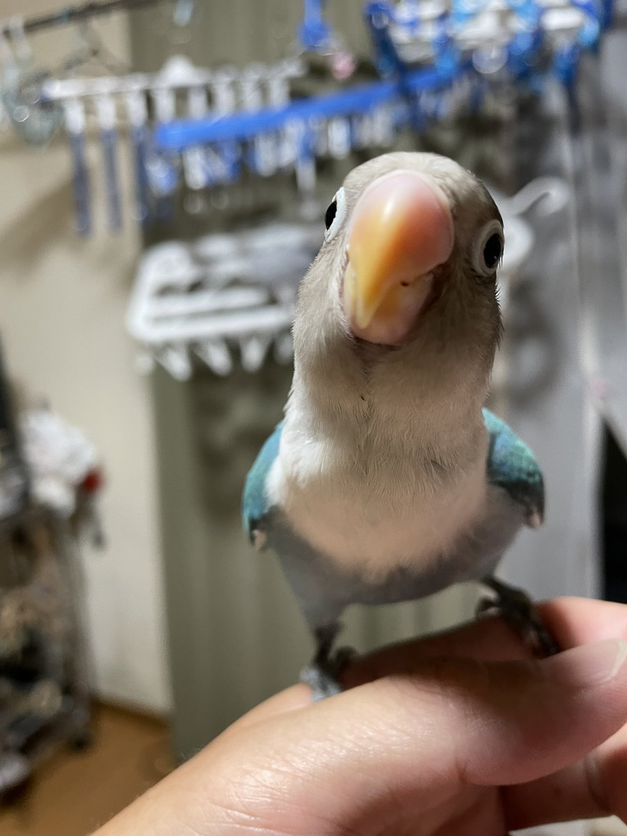 yanbaaal's tweet photo. @Aki_Iti_Nico ボタンインコの「ぼたちゃん」と、
2ヶ月目のシロハラインコ「きぃちゃん」です。 https://t.co/jvWo8bagdh