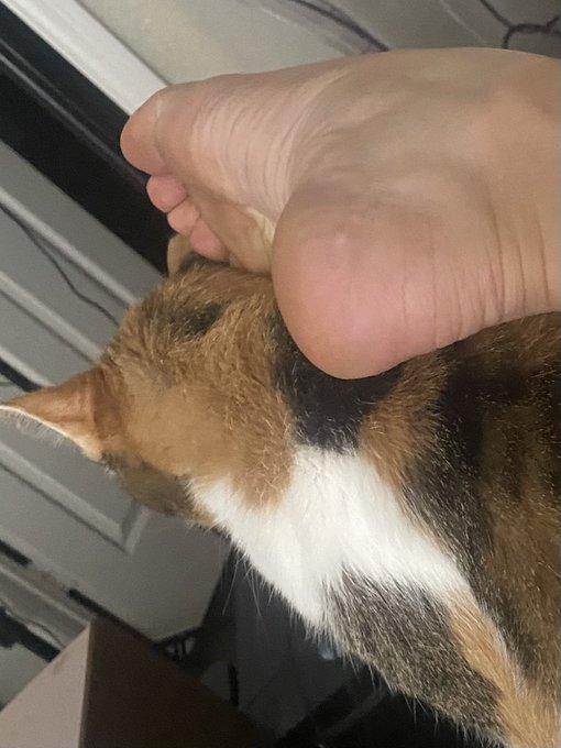 Pussyfoot https://t.co/qpzgiUTqW4<a href="/tag/onmfc"class="tags"><span>#onmfc</span></a>