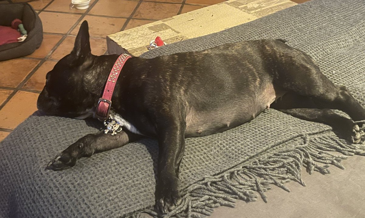 Tatatiu's tweet photo. Tyrona después de un largo día de trabajo #NoControles 

Extraña a su tía @leos https://t.co/4o23kuVUzo