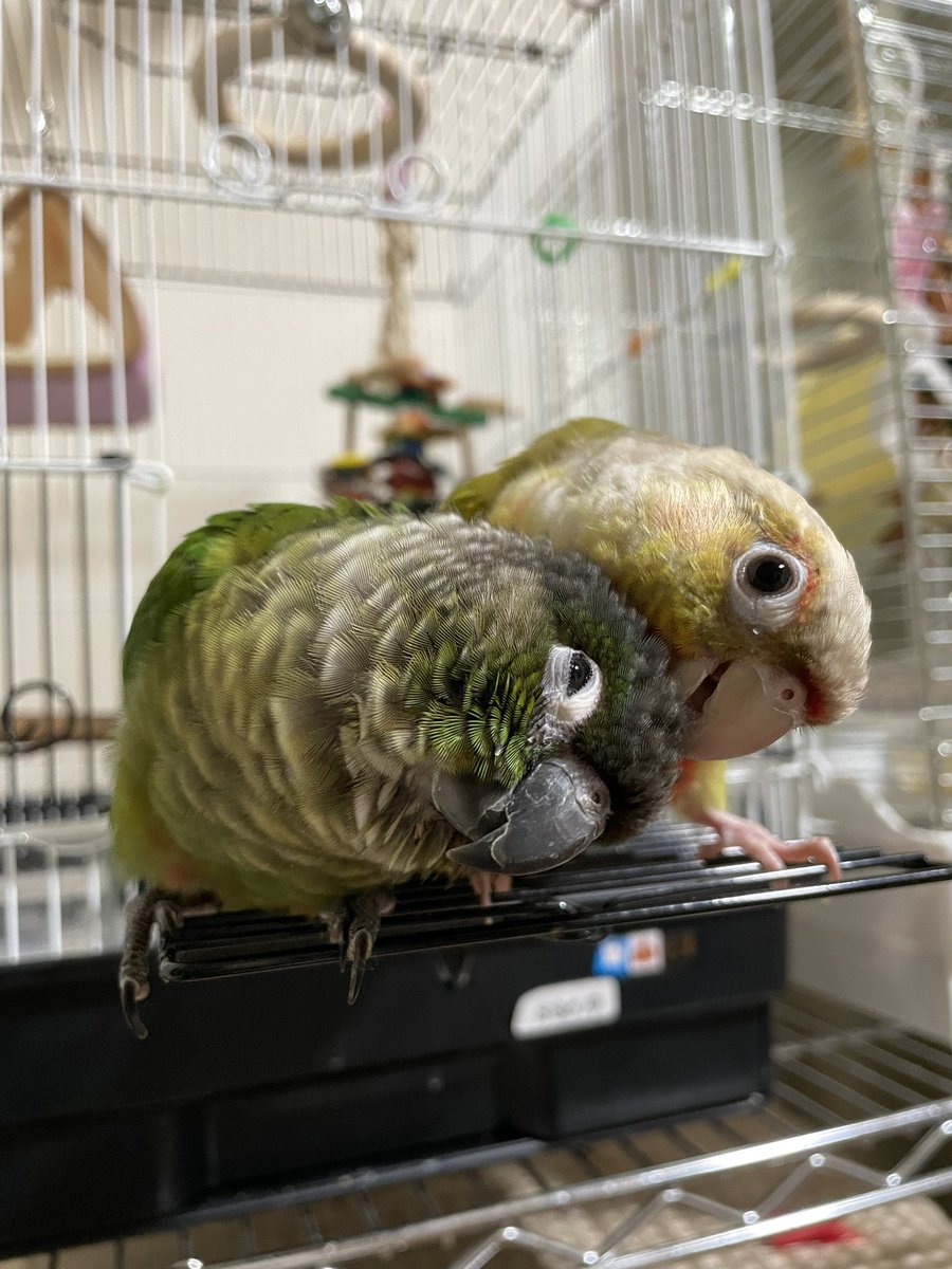 yanbaaal's tweet photo. @Aki_Iti_Nico あと、ヨウムの「よし子」と、ウロコインコの「ムッちゃん、ココちゃん」です！ https://t.co/ykd7JoBIJU