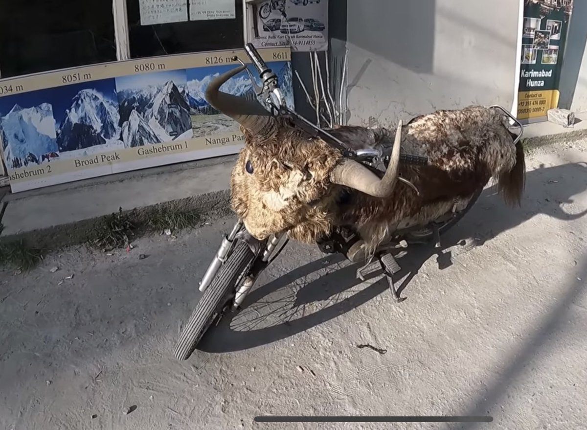 bhuchungtsering's tweet photo. A modern-day yak! This one was seen in #Hunza #Pakistan and even has a “tail” དེང་དུས་ཀྱི་གཡག་ཞིག https://t.co/9tvC3bDVtq