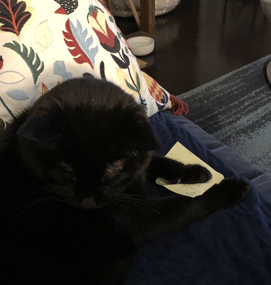 Not everyone in this house is happy about school starting again or about work happening on laptops in the evening. Pepper commandeered that post-it with my table groups on it and has held it hostage for 25 minutes now. My cat stole my homework. #TeacherLife #LifeWithCats