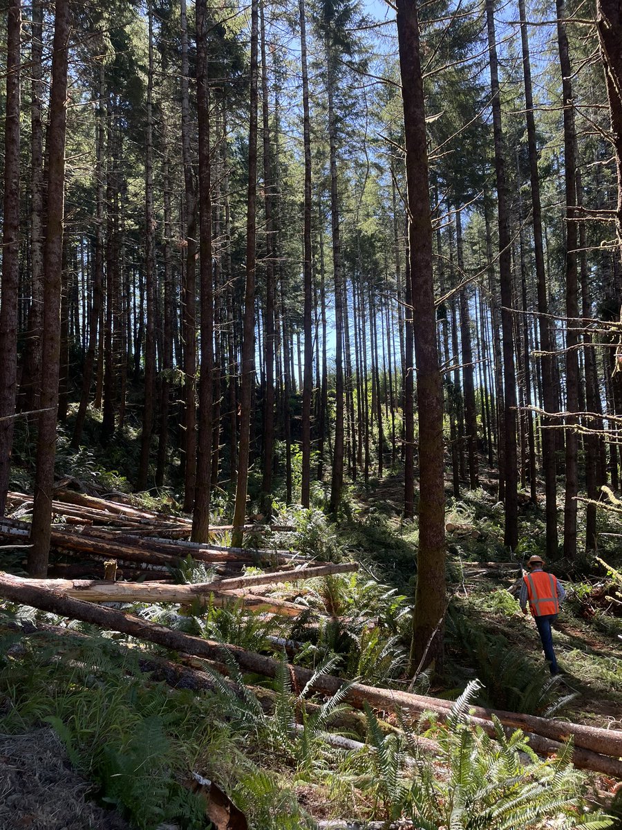 Learning about cut-to-length (CTL) harvesting today at a commercial thinning operation in Oregon - CTL reduces soil compaction and improves residual stand spacing, but more expensive, compared to whole tree logging.