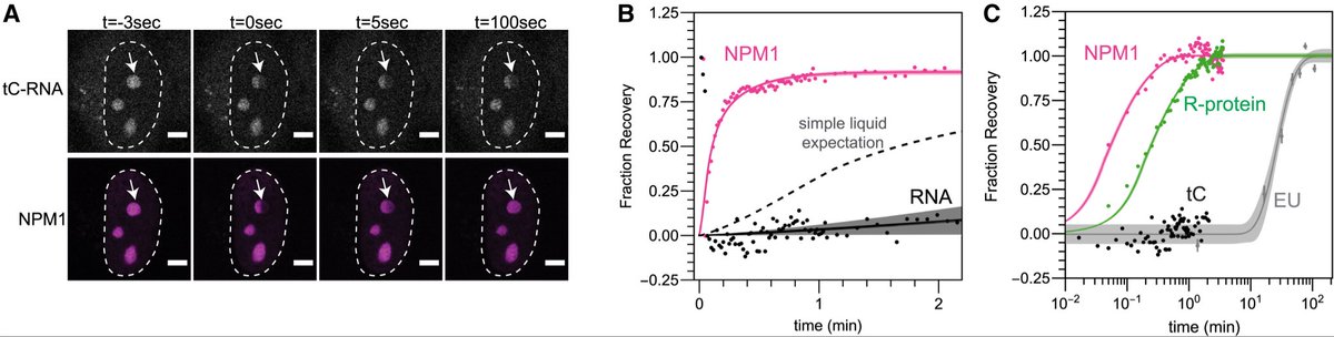 Josh Riback (@superscijew) on Twitter photo Excited that my last <a href="/brangwynnelab/">brangwynnelab</a> postdoc paper is finally out! Thanks to co-@DrJorine and <a href="/danielswlee/">Daniel SW Lee</a> <a href="/sofiquinodoz/">Sofi Quinodoz</a> <a href="/anita_donlic/">Anita ÄonliÄ</a> <a href="/lenny_ww/">Lenny Wiesner</a> <a href="/LindsayABecker/">Lindsay Becker</a> <a href="/DNAmyStrom/">Amy Strom</a> <a href="/KleinerLabRNA/">KleinerLab</a> <a href="/kriwacki/">Kriwacki Lab</a>. One notable new addition is the striking co-FRAP of RNA and NPM1 in nucleoli! Excited that my last <a href="/brangwynnelab/">brangwynnelab</a> postdoc paper is finally out! Thanks to co-@DrJorine and <a href="/danielswlee/">Daniel SW Lee</a> <a href="/sofiquinodoz/">Sofi Quinodoz</a> <a href="/anita_donlic/">Anita ÄonliÄ</a> <a href="/lenny_ww/">Lenny Wiesner</a> <a href="/LindsayABecker/">Lindsay Becker</a> <a href="/DNAmyStrom/">Amy Strom</a> <a href="/KleinerLabRNA/">KleinerLab</a> <a href="/kriwacki/">Kriwacki Lab</a>. One notable new addition is the striking co-FRAP of RNA and NPM1 in nucleoli!