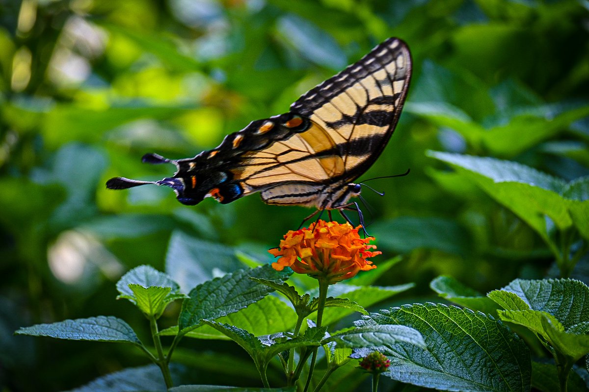Definitely_Nat's tweet photo. #redwingpark #Butterflies #nikon https://t.co/Mwys7alCii