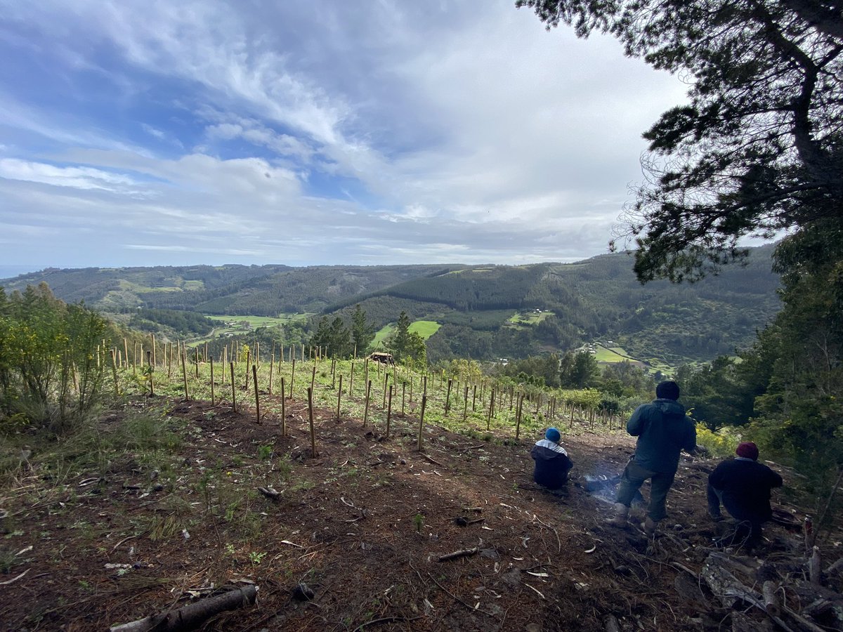 Se acaba la poda con el equipo de valientes y con la lluvia y el sol #erazo #bravos