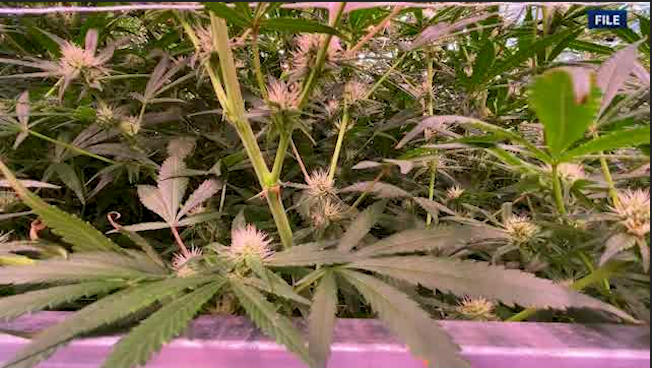 As of 9 p.m. tonight, unofficial election results from the Eastern Band of Cherokee Indians reveals 2,464 voted in support of legalizing recreational marijuana in the Qualla Boundary, and 1,057 voted against it. <a href="/SpecNews1MTN/">Spectrum News 1 Mountain Region</a>