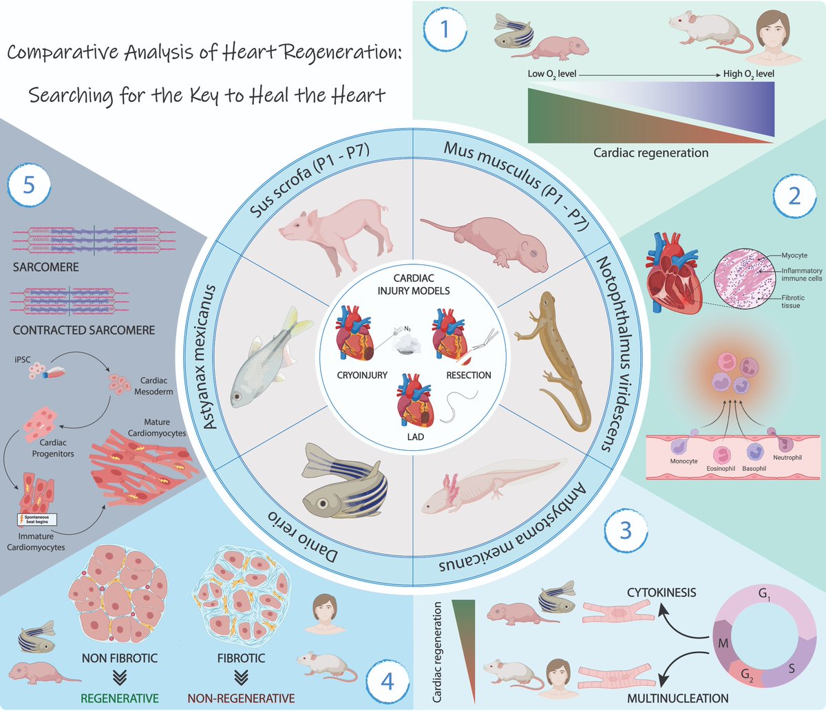 JCDD_MDPI's tweet photo. #JCDD #Paper A new review highlight the main molecular effectors needed to accomplish cardiac regeneration in different animal models. https://t.co/PBwPJ4gLfK #MyocardialInfarction  #MolecularRegulation #SignallingPathways
@eslove_ @DiegoFrancoUJA @sheila_cc_98 @MDPIOpenAccess https://t.co/pZDRW8ZgJR