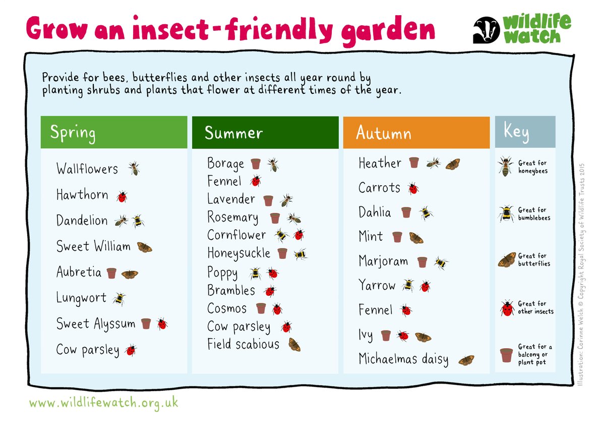Give the insects what they want in your garden by following our handy guide 👇 👇 wildlifewatch.org.uk/activities