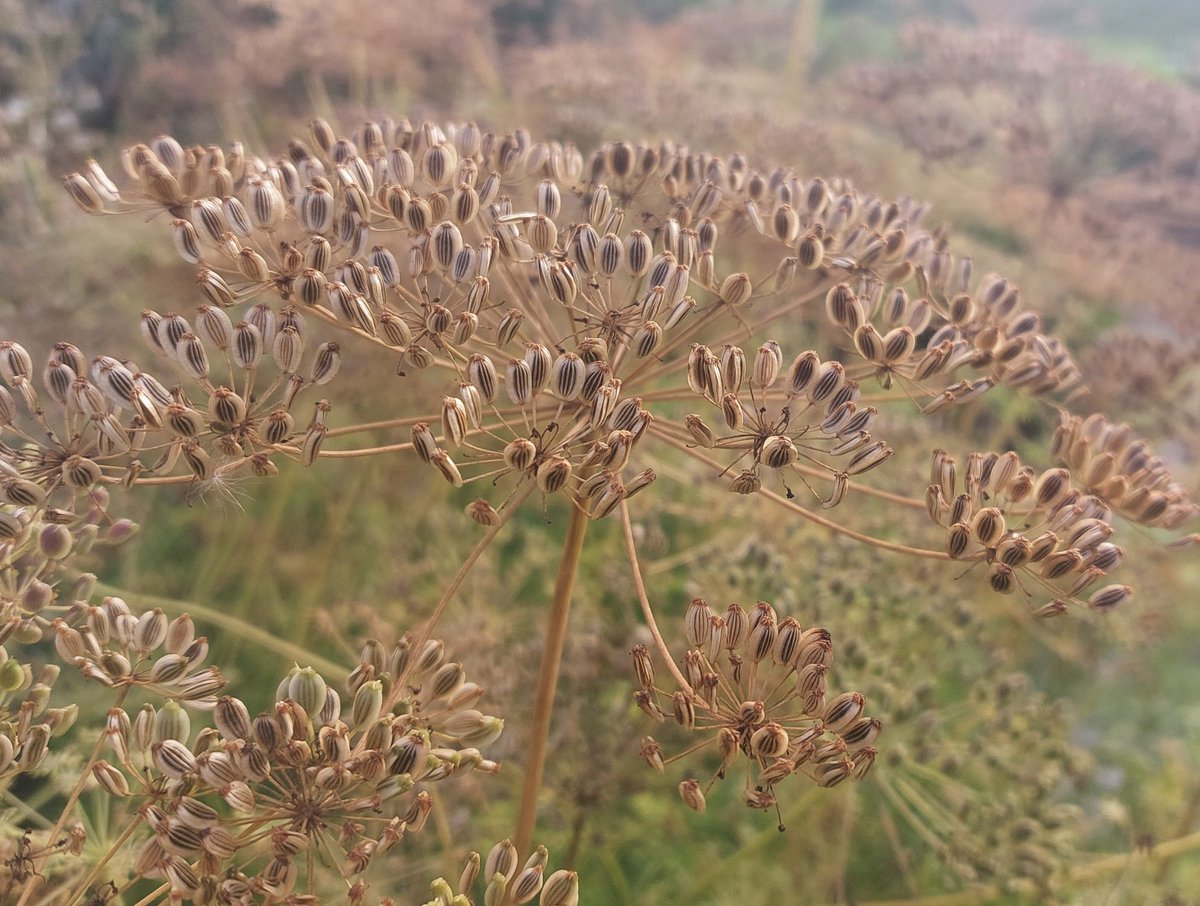 PlantPref's tweet photo. Soft but structural seedheads of Peucedanum rablense. Yes it might self seed but it hasn't in the last 5 years. A new favourite.
#peucedanum #peucedanumrablense #umbel #apiaceae #seedheads #whiteflowers #peatfree #mailorderplants #plantsforsale https://t.co/fTIMCauGfP
