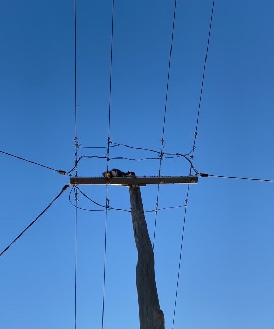 When the call came in for a power fault, our team discovered a fearless Miss Dutchess on a power pole! Quick thinking and safety first, we turned off the LV to ensure a purr-fect rescue. If you noticed a brief outage, it wasn’t your typical power cut; it was us saving a life!