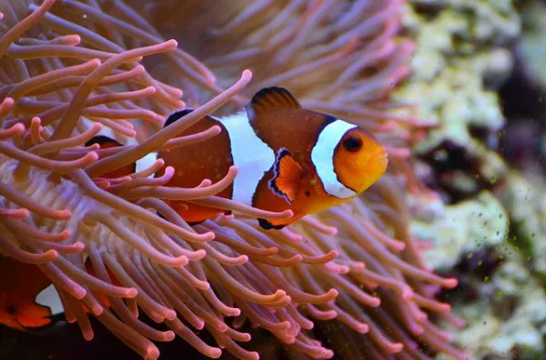 ODCanarias's tweet photo. ¡Buenos días! Y hoy es viernes! Disfruten y a pasarlo bien.
¡Buen azul!
#ODCanarias #buceo #mediomarimo #vidamarina
📷 Autor desconocido https://t.co/vBHcPI29TM