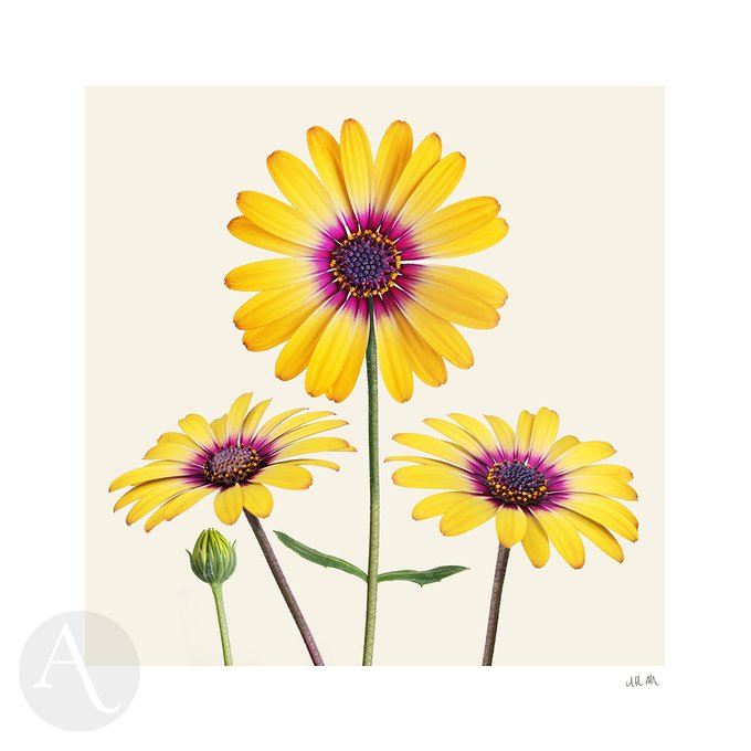 Wishing everyone a happy weekend whoever and wherever you are! 💛💚💛

#friday #FridayVibes #weekendvibes #love #peace #happiness #shopindie #nature #UKMakers  #CraftBizParty #BeKind #flowersonfriday #flowers