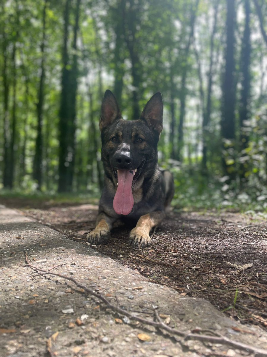 HPDogSection's tweet photo. https://t.co/kSBzyjMx1r