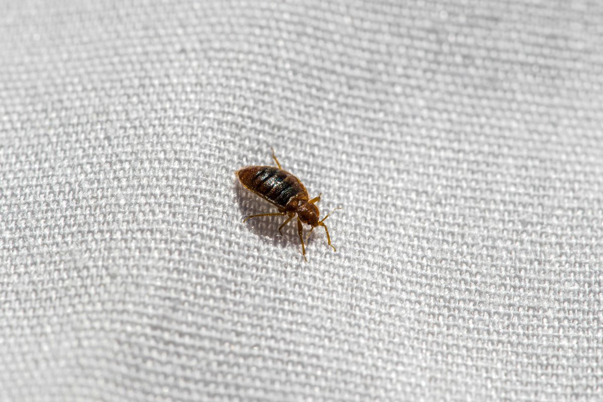 60millions's tweet photo. Vous pensez être envahi·e par des #punaises de lit : comment vous en assurer ? Quel plan de bataille adopter ?
Nos conseils pour se protéger et en venir à bout 👉 https://t.co/xi2XHabBeZ

#badbug #punaisesdelit #MK2 #UGC #CHUBoulogne #Cinema https://t.co/BF9QitT4xR