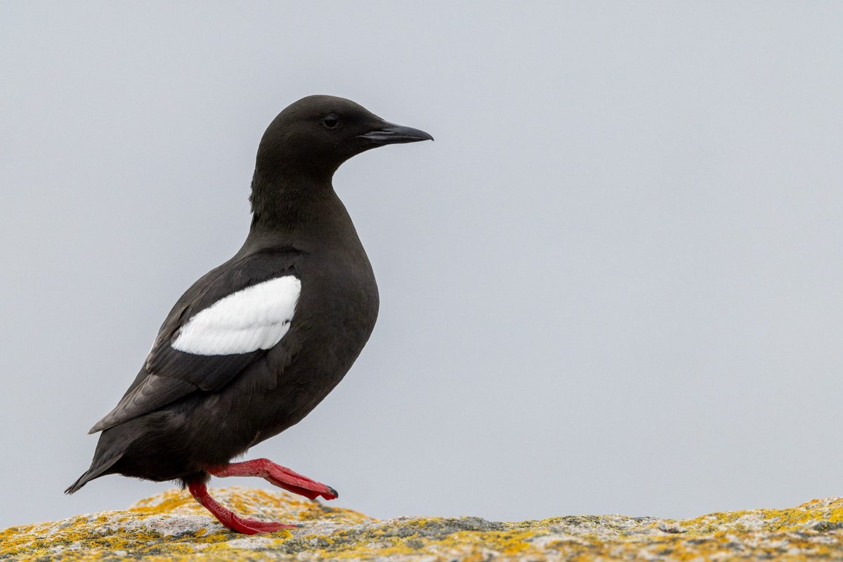 leirdal's tweet photo. This bird is called Tystie or Balck Guillemott in English, but Teist in Norwegian. This is a picture take in June this year. #birdphotography #canoneosr5 #norway #photography #birds https://t.co/29lKul2wlY