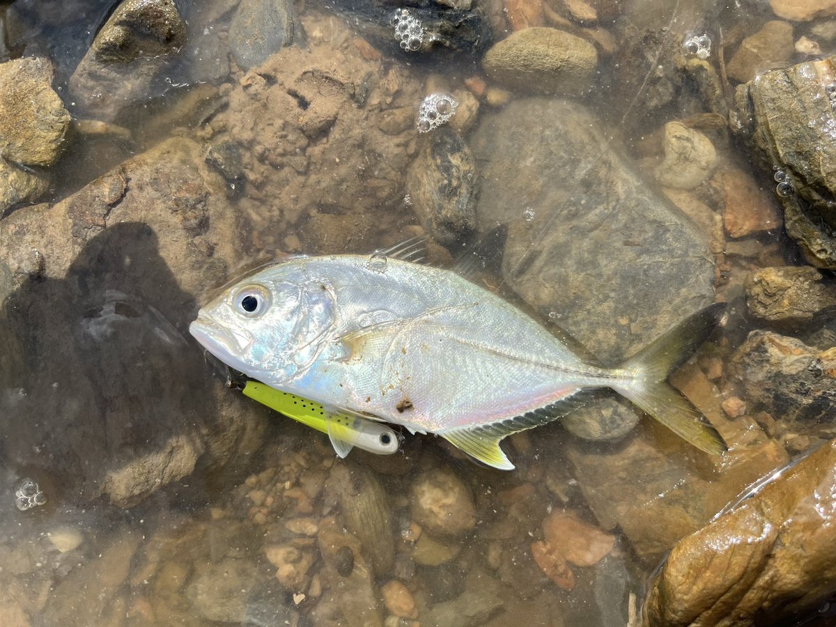 NMrWLMfMqGkDSjv's tweet photo. 沖縄5日目の釣果①🐠
チェイスだけでバイトしない魚をルアーサイズを小さくする事で釣る事ができました❗️
#沖縄釣り #coatac #フェイキードックcb #レッドペッパーマイクロ #レッドペッパーナノ https://t.co/RitUjKuG0X