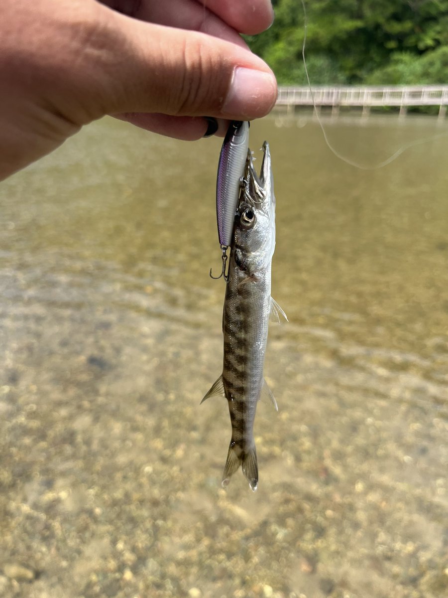 NMrWLMfMqGkDSjv's tweet photo. 沖縄5日目の釣果①🐠
チェイスだけでバイトしない魚をルアーサイズを小さくする事で釣る事ができました❗️
#沖縄釣り #coatac #フェイキードックcb #レッドペッパーマイクロ #レッドペッパーナノ https://t.co/RitUjKuG0X