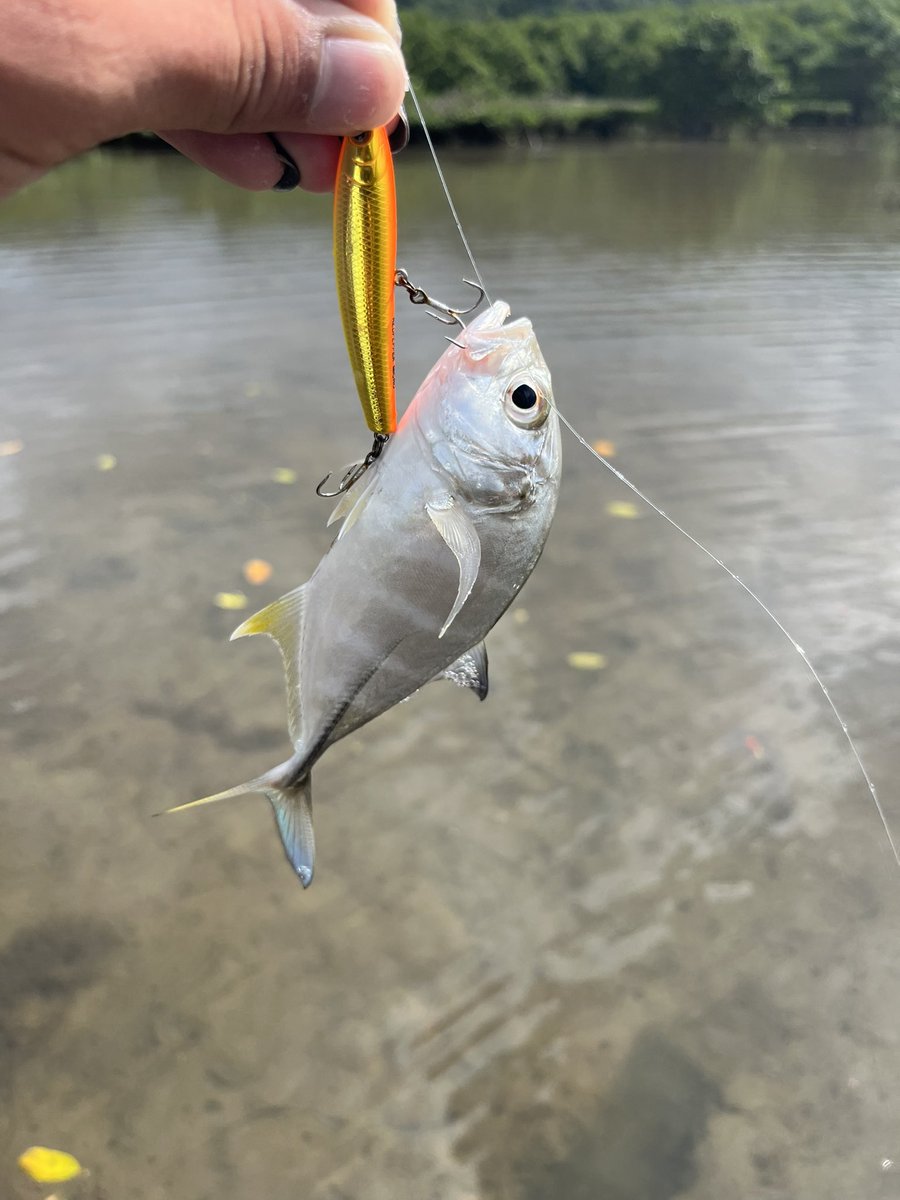 NMrWLMfMqGkDSjv's tweet photo. 沖縄5日目の釣果①🐠
チェイスだけでバイトしない魚をルアーサイズを小さくする事で釣る事ができました❗️
#沖縄釣り #coatac #フェイキードックcb #レッドペッパーマイクロ #レッドペッパーナノ https://t.co/RitUjKuG0X