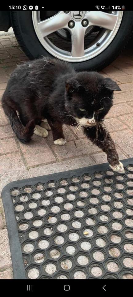 The Scratching Post tweet media