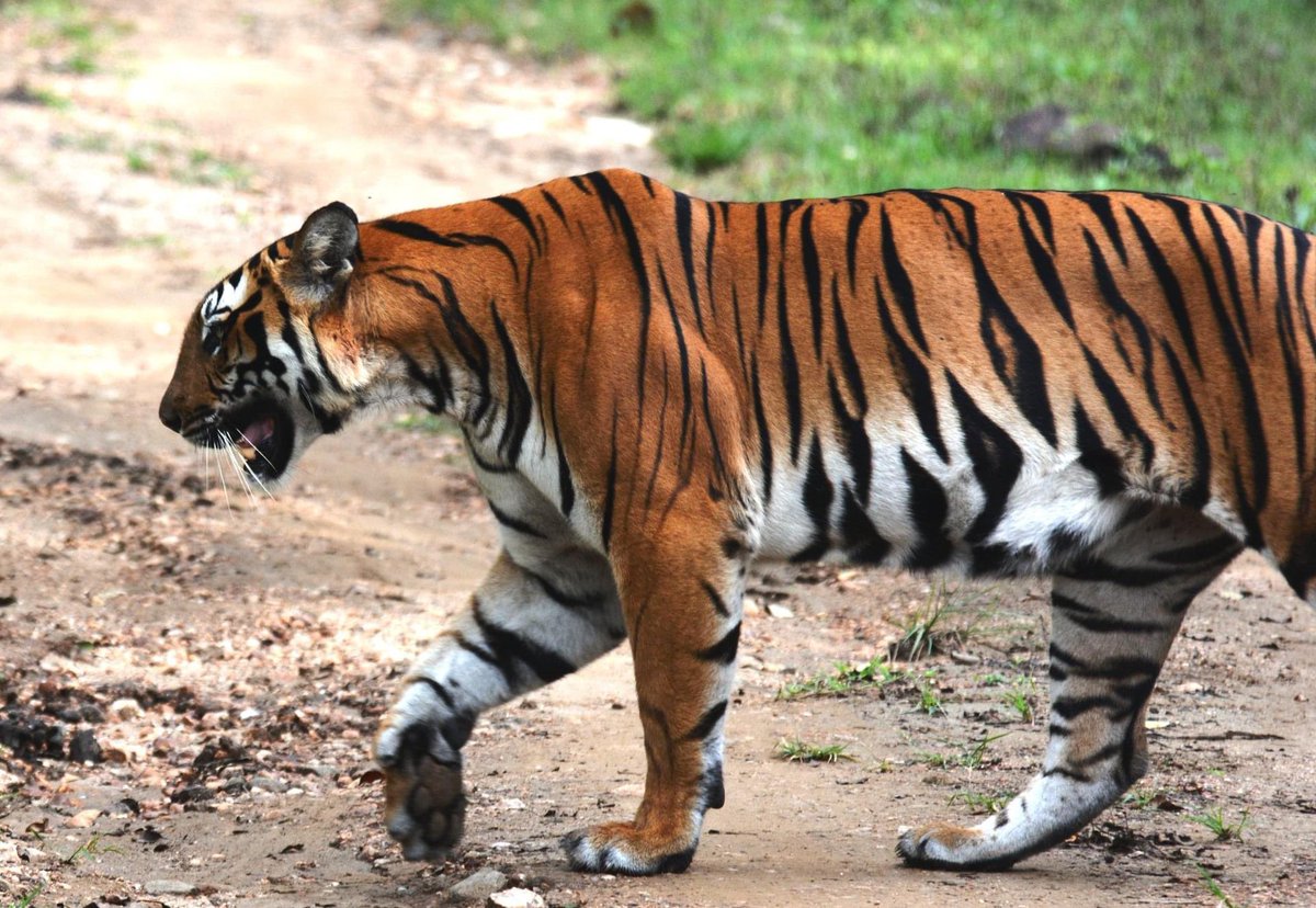 #TigersforDicky #IndiAves @IndiAves #wildlife #wildlifephotography #Kabini @nagaraholetr