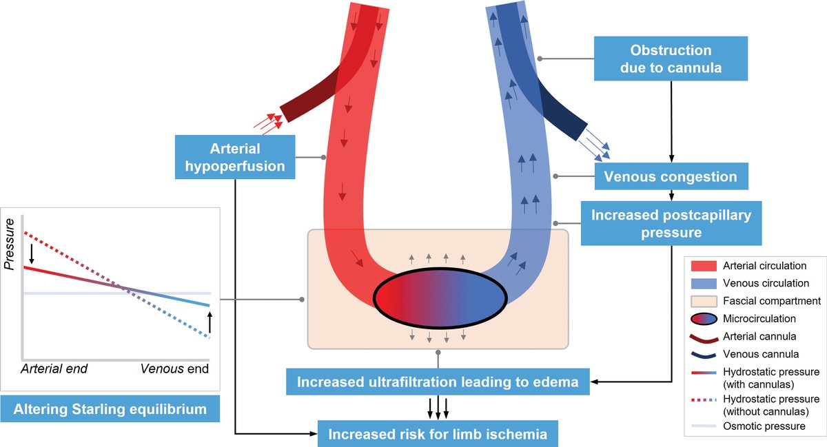 Silvia Mariani (@silviamarianimd) on Twitter photo Bilateral femoral cannulation for peripheral #ECLS prevents compartment syndrome and fasciotomy based on <a href="/ELSOOrg/">ELSO</a> Registry data.
<a href="/CritCareMed/">Critical Care Medicine</a> <a href="/MaastrichtUMC/">Maastricht UMC+</a> <a href="/iccvanderhorst/">Iwan van der Horst</a> <a href="/GraemeMacLaren/">Graeme MacLaren</a> <a href="/JoeTonnaMD/">Joseph Tonna</a> Bilateral femoral cannulation for peripheral #ECLS prevents compartment syndrome and fasciotomy based on <a href="/ELSOOrg/">ELSO</a> Registry data.
<a href="/CritCareMed/">Critical Care Medicine</a> <a href="/MaastrichtUMC/">Maastricht UMC+</a> <a href="/iccvanderhorst/">Iwan van der Horst</a> <a href="/GraemeMacLaren/">Graeme MacLaren</a> <a href="/JoeTonnaMD/">Joseph Tonna</a>