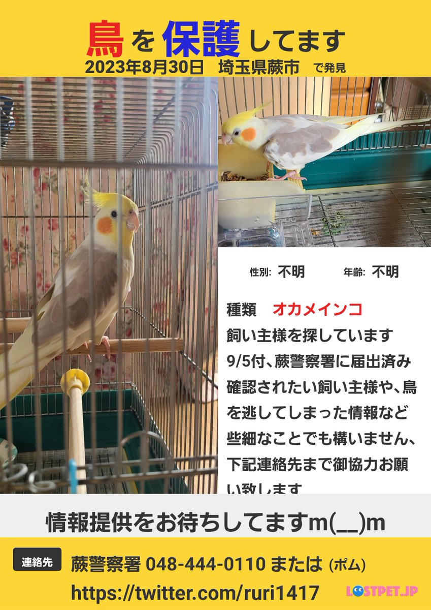 ruri1417's tweet photo. 保護したオカメインコの飼い主様を捜しています✨
ご協力お願いします🥰✨
#拡散RT協力ありがとうございます

#埼玉県 
#8月30日 #保護
#9月5日 付
#蕨警察署 届出済

#オカメインコ 
#保護鳥 
#迷い鳥 
#シナモンパイド 
#パイド 
#グレー 
#黄色
#クリーム色
#拡散希望
#捜索中 https://t.co/u9pDJbJTxi