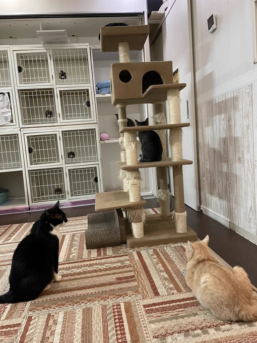猫カフェで癒され中 
