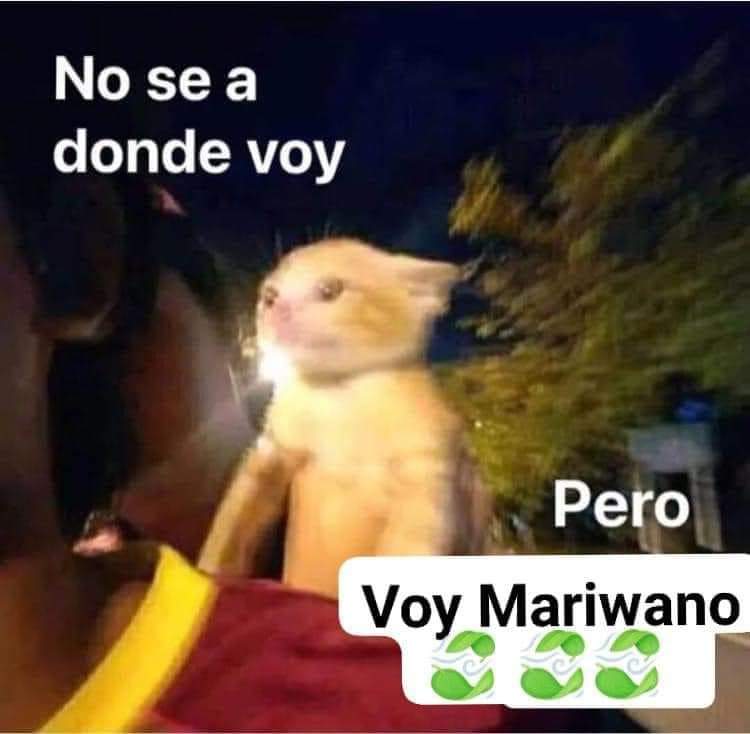 Voy